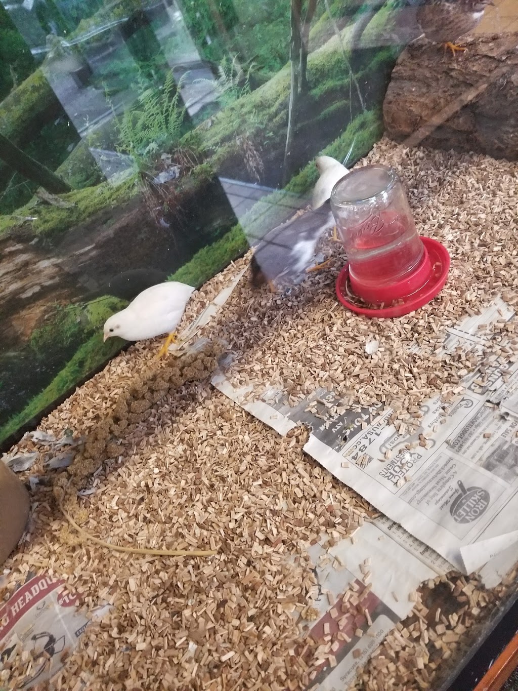 Creekside Pets & Supplies | 1811 Abbott Rd, Lackawanna, NY 14218, USA | Phone: (716) 822-8799