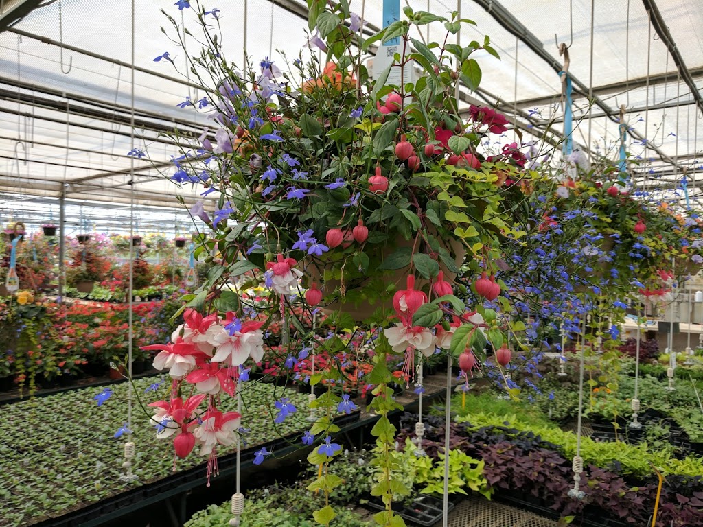 South Cooking Lake Greenhouses | 22324 Hwy 14, Sherwood Park, AB T8C 1H4, Canada | Phone: (780) 922-6765
