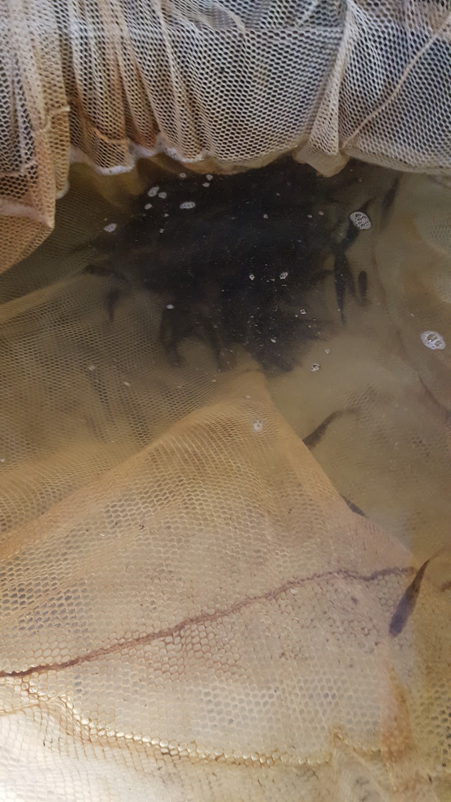 Hass Live Bait | Alban, ON P0M 1A0, Canada | Phone: (705) 857-3096