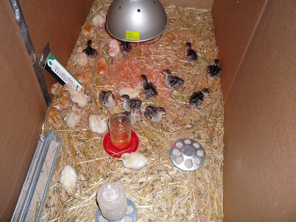 Rochester Hatchery | 9420 109 St, Westlock, AB T7P 2R4, Canada | Phone: (780) 307-3622