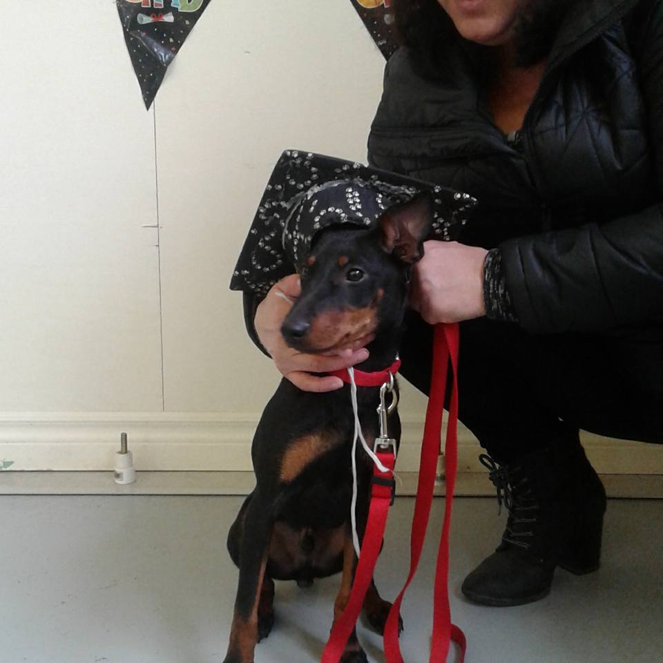 The Dog Nanny Canine Training Academy | 1963 Innisfil Beach Rd, Innisfil, ON L9S 4B4, Canada | Phone: (705) 436-4158