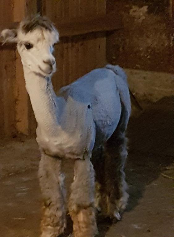 Ferme les douceurs sucrées-Alpagas | 1066 QC-271, Sainte-Clotilde-de-Beauce, QC G0N 1C0, Canada | Phone: (581) 766-8060
