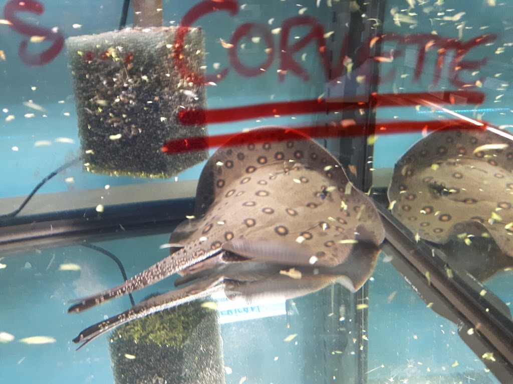 WET PETS AQUARIUMS INC. | 295 Main St E UNIT #4, Milton, ON L9T 1P1, Canada | Phone: (289) 851-2606