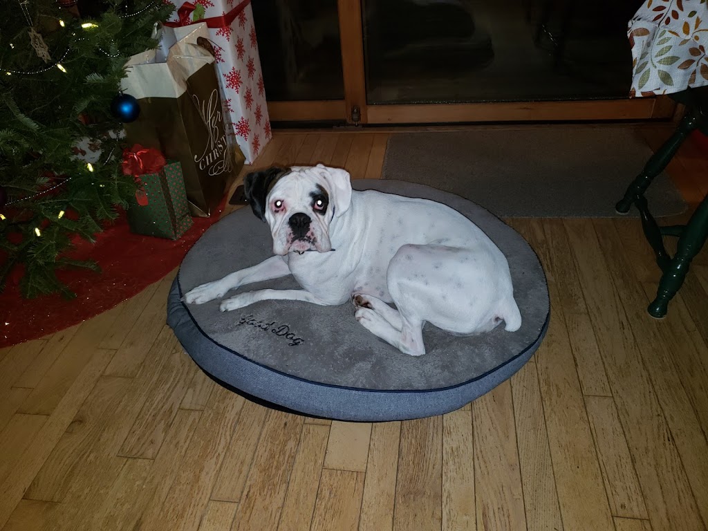 Mavis Road Animal Clinic | 3095 Wolfedale Rd, Mississauga, ON L5C 1V8, Canada | Phone: (905) 275-2782