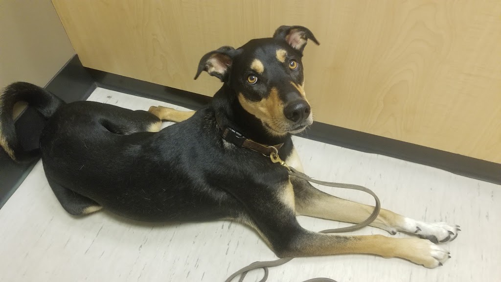 Sechelt Animal Hospital | 5500 Wharf Ave, Sechelt, BC V0N 3A0, Canada | Phone: (604) 885-2309