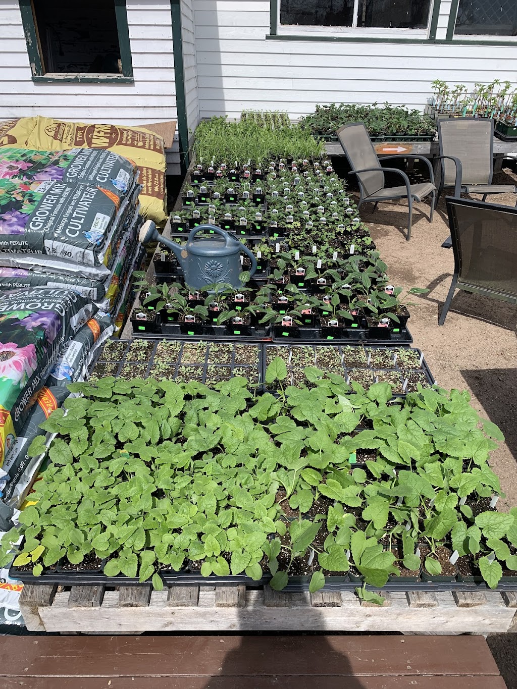 The Little Plant Nursery | 19 School Ln, Sackville, NB E4L 3J8, Canada | Phone: (506) 874-5982