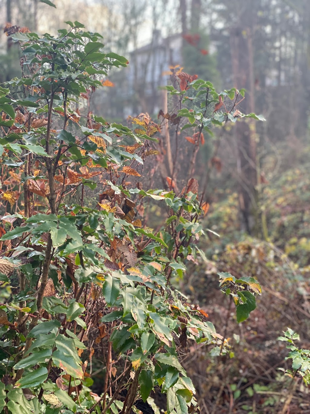 Glenbrook Ravine Trail | Glenbrook, Ravine Trail, New Westminster, BC V3L 5J5, Canada | Phone: (604) 521-3711