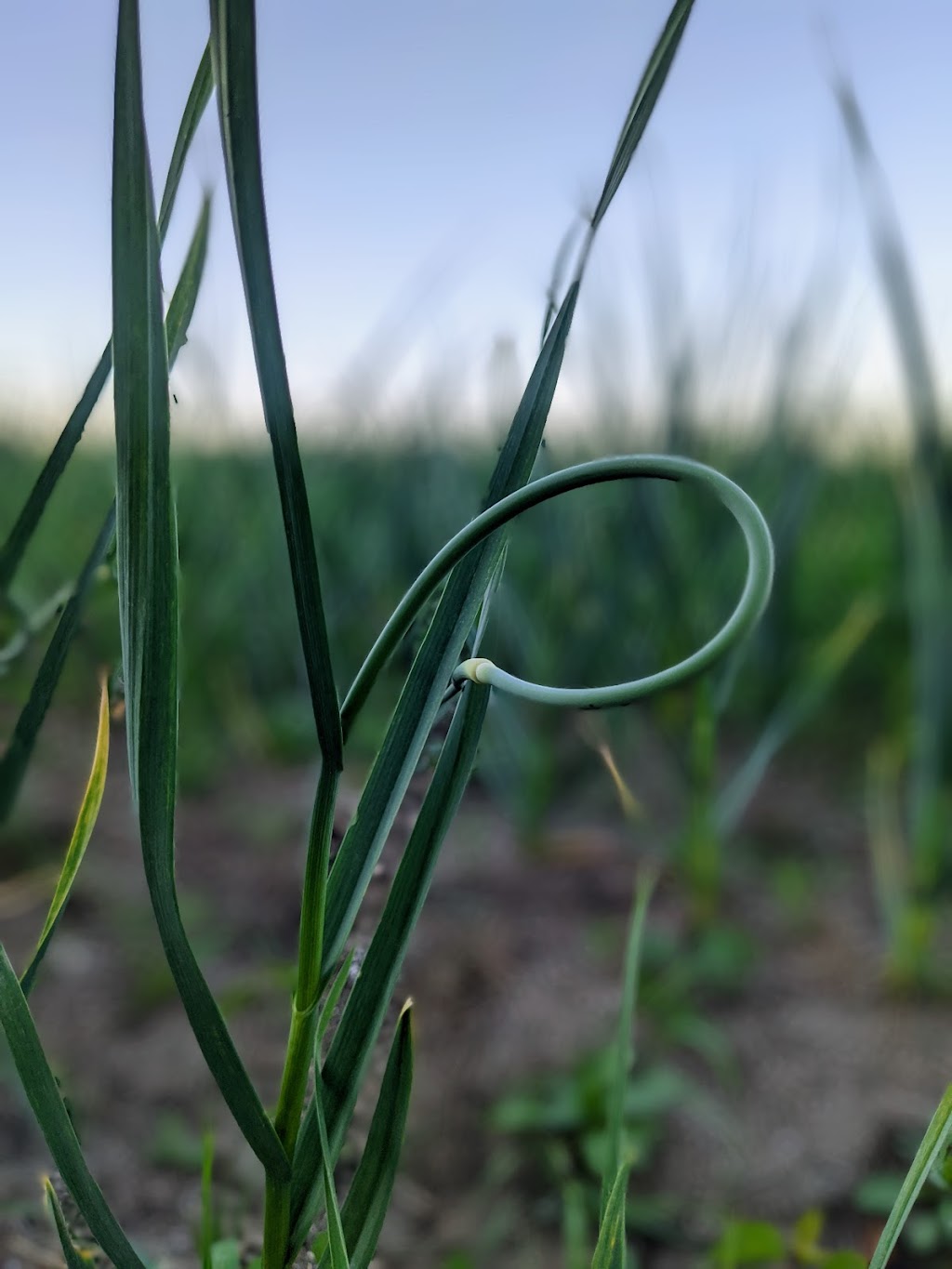 DeGraaf Garlic | 92028 Range Rd 205, Lethbridge County, AB T1J 5R1, Canada | Phone: (403) 382-1042
