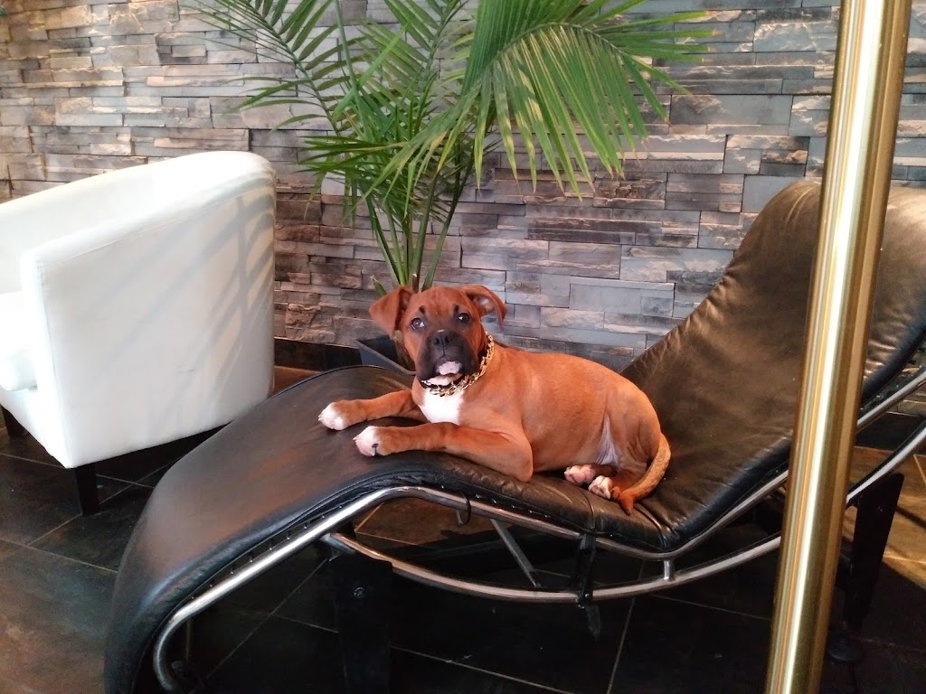 La Boîte à Chiens! | 634 Rue Marie Antoinette, Pintendre, QC G6C 1K4, Canada | Phone: (418) 838-9112