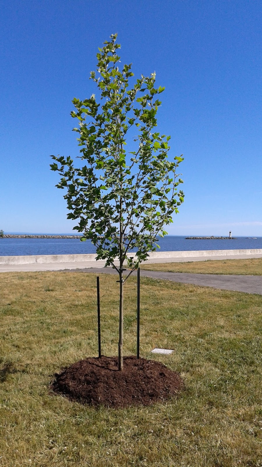 Gardeners Choice Landscaping | 29 Tuscarora St, Cayuga, ON N0A 1E0, Canada | Phone: (289) 370-0155