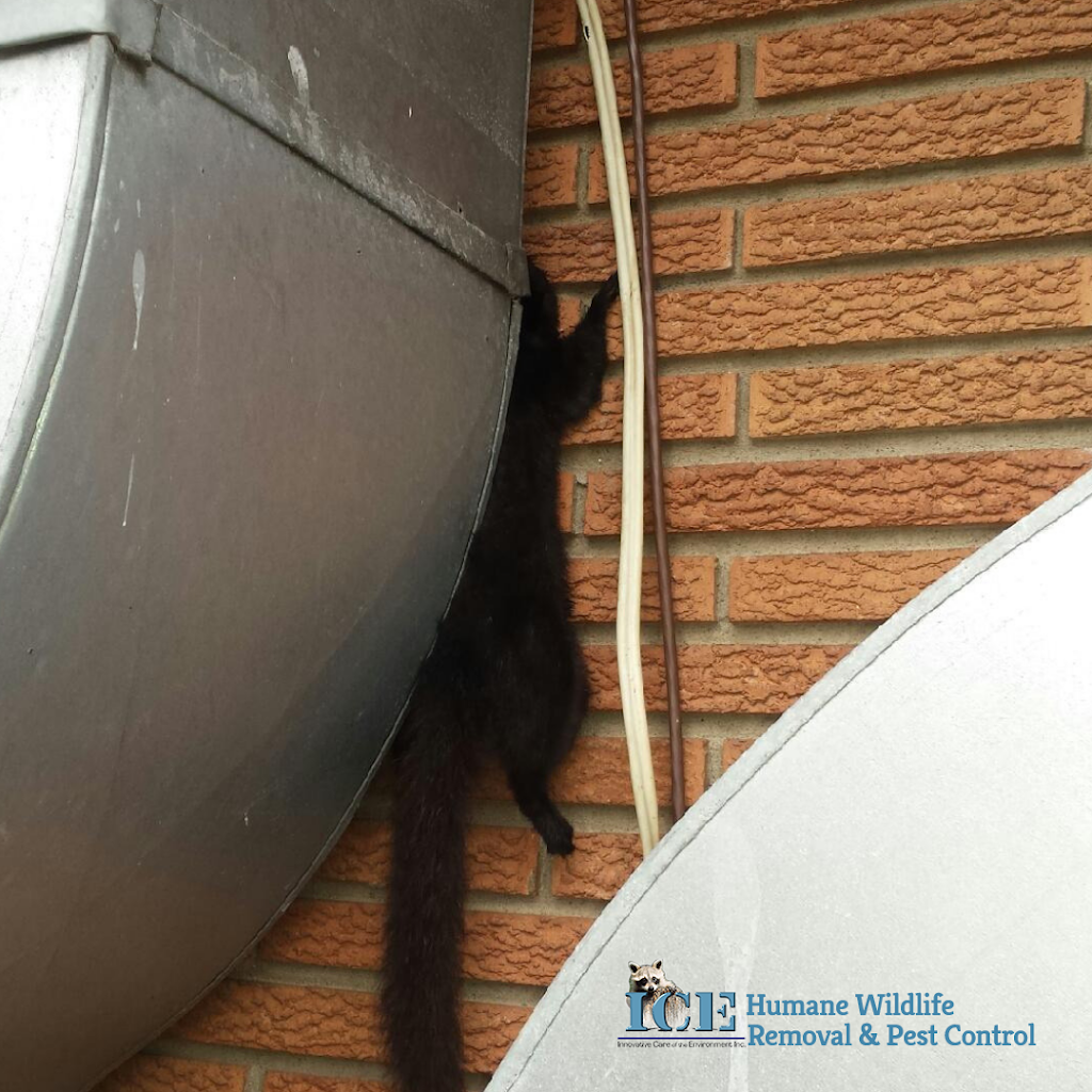 ICE Pest Control & Wildlife North York | 77 Quebec Ave Suite # 932, Toronto, ON M6P 2T4, Canada | Phone: (416) 246-2256