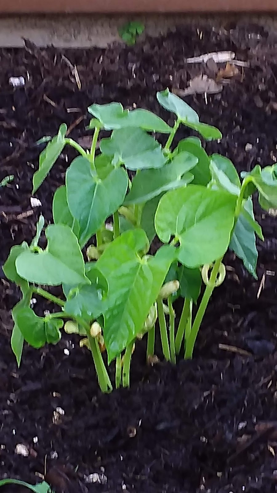 Glen Community Garden | King Edward Ave, London, ON N5Z 3A8, Canada | Phone: (519) 719-5923