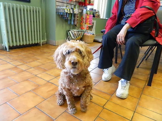 Animal Hospital Of High Park | 3194 Dundas St W, Toronto, ON M6P 2A3, Canada | Phone: (416) 763-4200