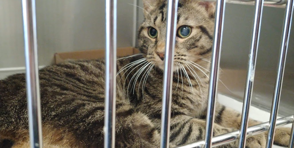Humane Society Of Durham Region | 1505 Wentworth St, Whitby, ON L1N 0H9, Canada | Phone: (905) 665-7430