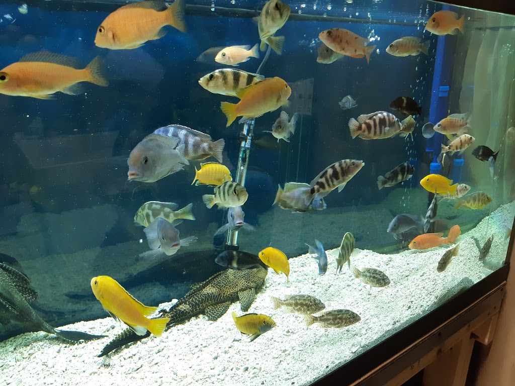 Aquarium Services Plus | 386 6th Ave, Hanover, ON N4N 2G2, Canada | Phone: (705) 358-4926