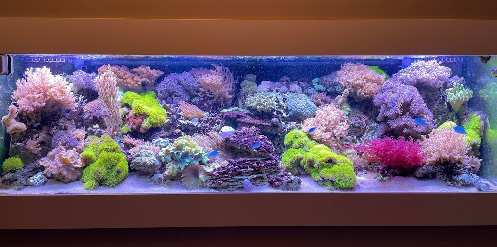 Real Reef Canada | 734 Hampton Hills Dr, High River, AB T1V 0E6, Canada | Phone: (403) 422-4663