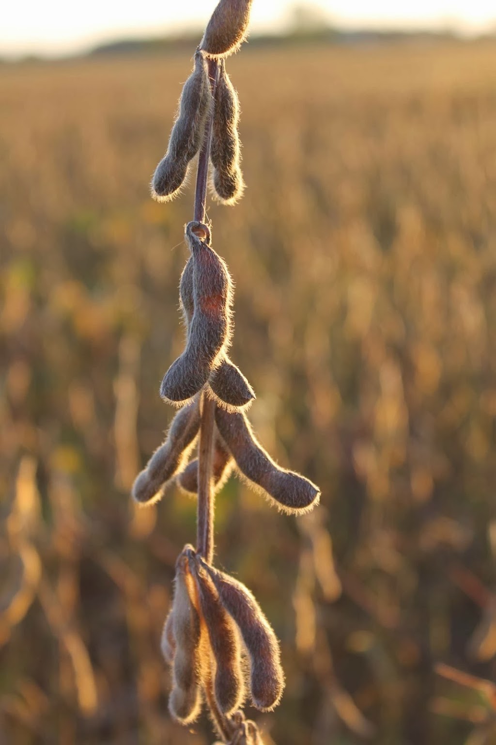 Heinrich Farms Ltd. | 82200 Harlock Line RR1, Londesborough, ON N0M 2H0, Canada | Phone: (519) 440-7517