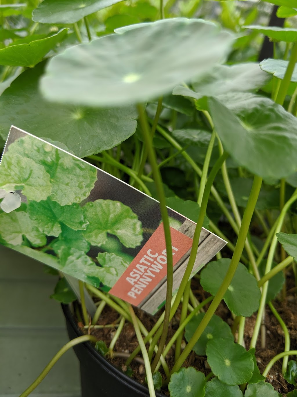 Burnaby Lake Greenhouses Ltd | 17250 80 Ave, Surrey, BC V4N 6J6, Canada | Phone: (604) 576-2088