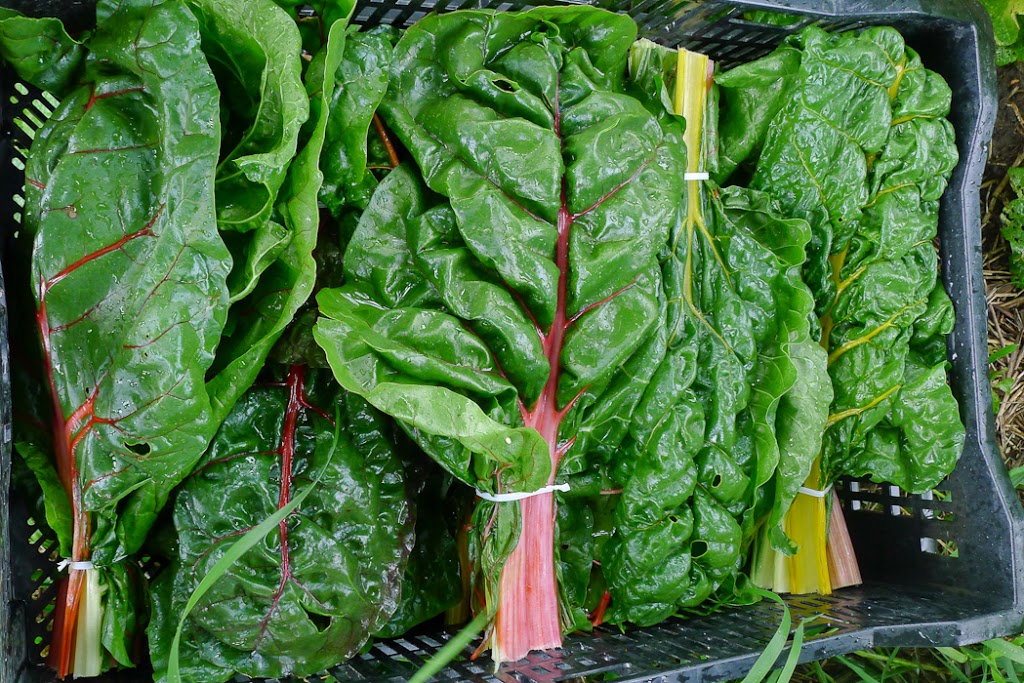 Cavaleiro Farm | 6905 18th Side Rd, Schomberg, ON L0G 1T0, Canada | Phone: (416) 729-6946