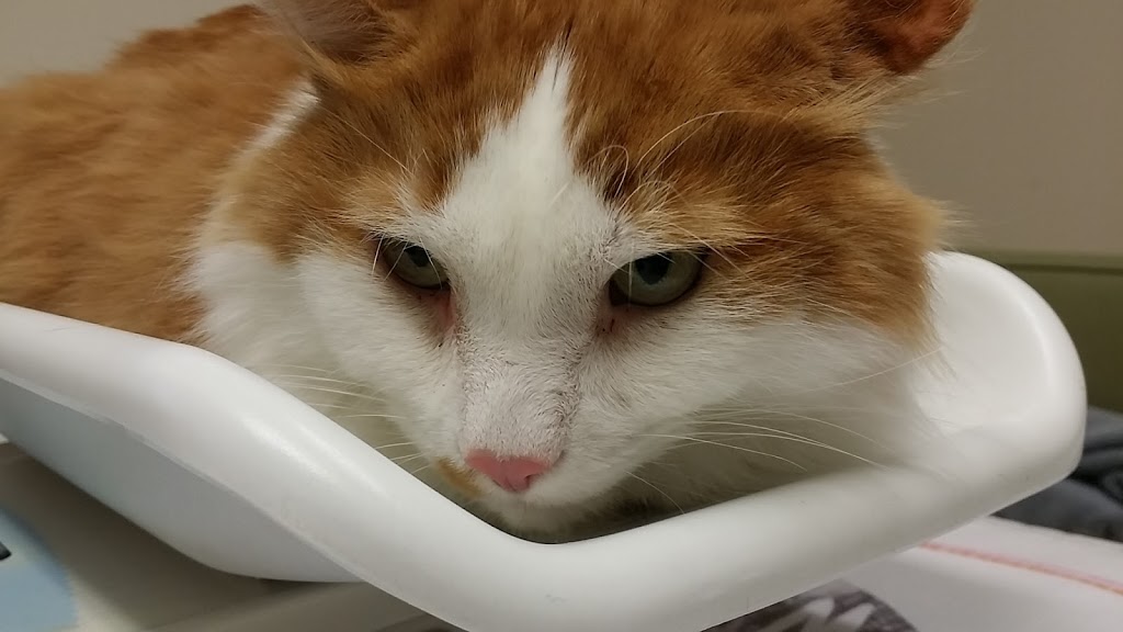McLeod Veterinary Hospital | 880 McLeod Ave, Winnipeg, MB R2G 2T7, Canada | Phone: (204) 661-3334