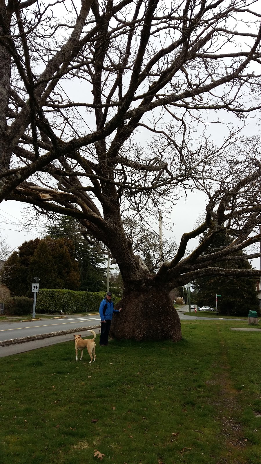 Maynard Park | Maynard St, Victoria, BC V8N 1J7, Canada