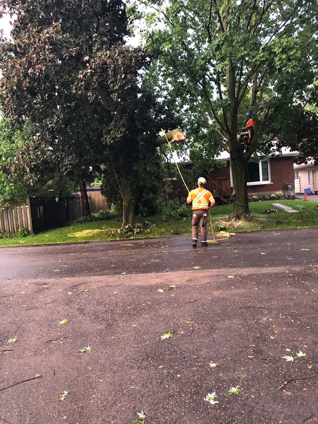 Oxley Tree Care Inc. | 5053 10th Sideroad, Thornton, ON L0L 2N0, Canada | Phone: (705) 896-2064