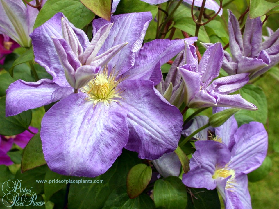 Pride of Place Plants | 6110 Old East Rd, Victoria, BC V8Y 1V6, Canada | Phone: (250) 652-6713