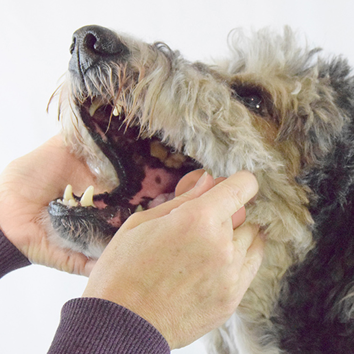 PawReady | 2189 King Rd, King City, ON L7B 1G3, Canada | Phone: (905) 833-0694