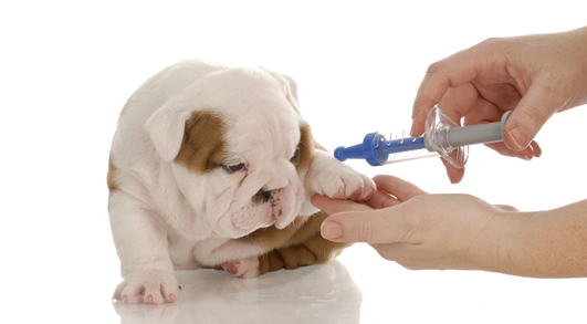 Walnut Grove Animal Hospital | 20995 88 Ave #101A, Langley City, BC V1M 2C9, Canada | Phone: (604) 888-2628