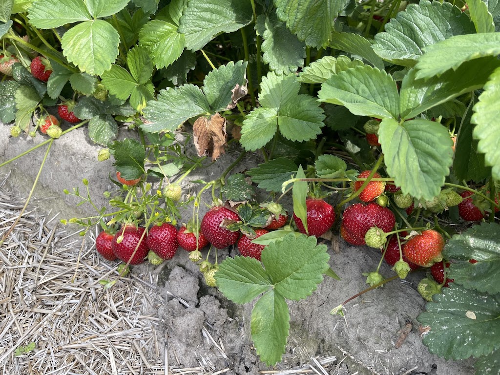Vandorp Farms | 3786 Northumberland County Rd 28, Port Hope, ON L1A 3V6, Canada | Phone: (905) 373-3191