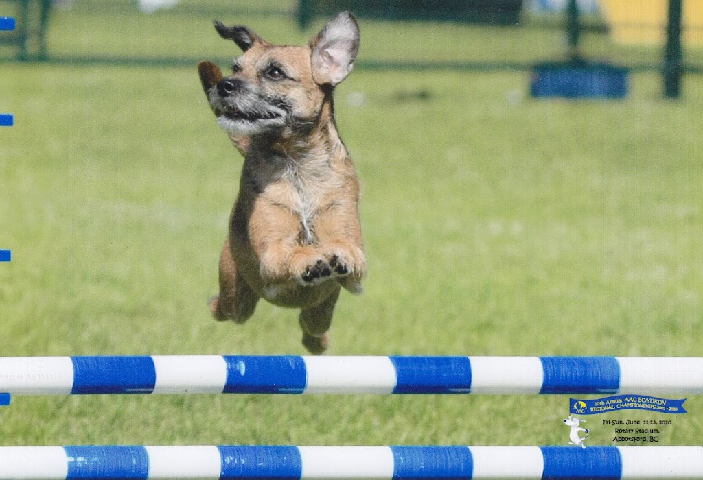 New Discoveries Dog Training | 2256 Glenmore Rd, Campbell River, BC V9H 1C8, Canada | Phone: (250) 203-7968