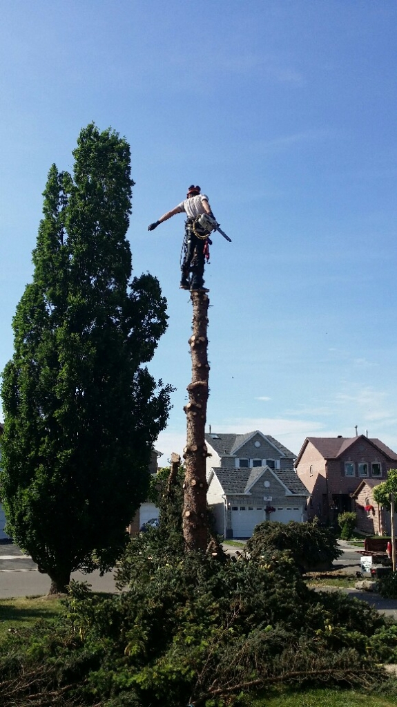 Ultimate Tree Service | 15656 Kennedy Rd, Caledon Village, ON L7C 2H7, Canada | Phone: (905) 757-8733