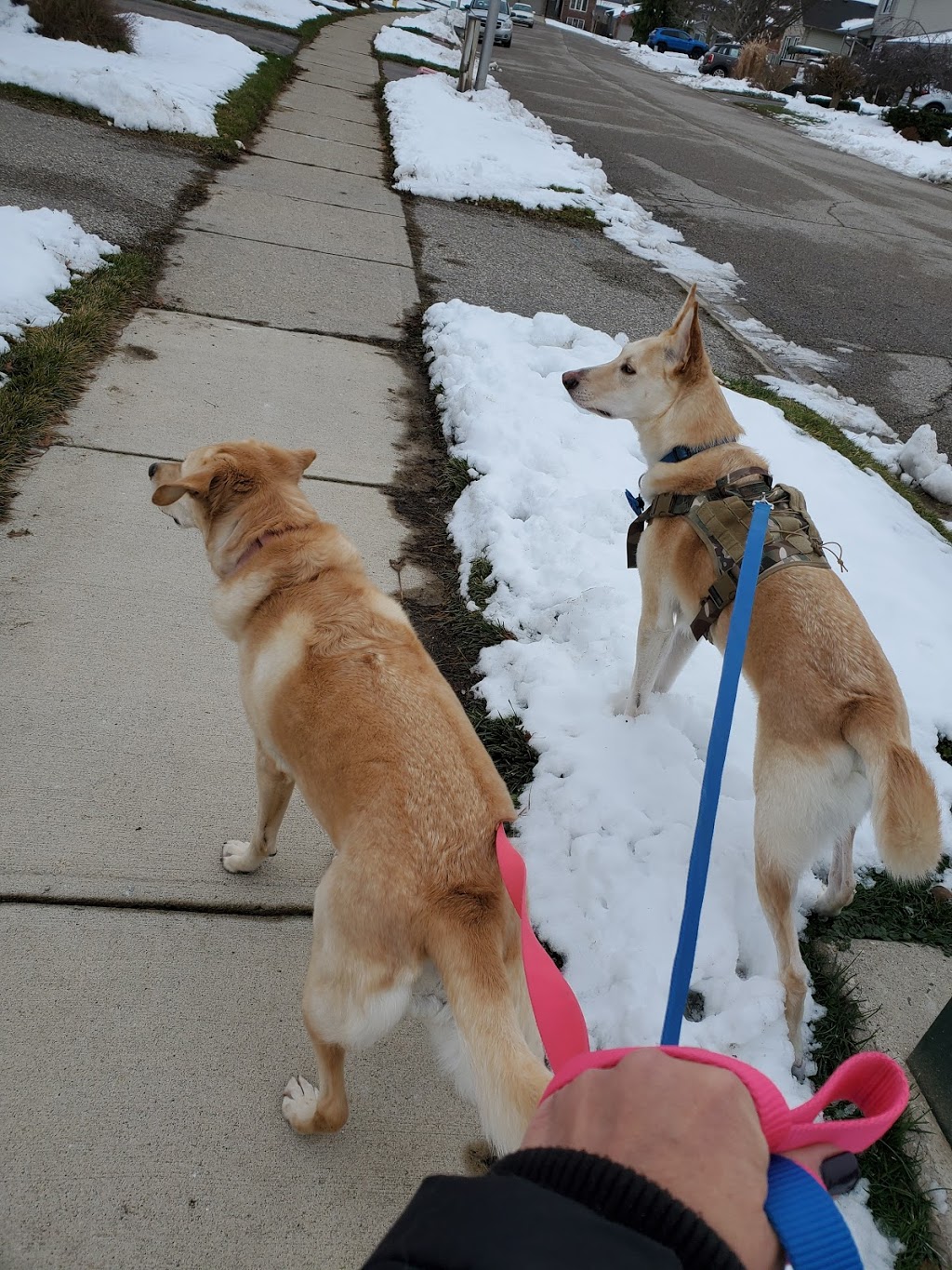 Wagzone Dog Walking & Pet Visits | 58 Graydon Dr, Mount Elgin, ON N0J 1N0, Canada | Phone: (519) 820-5359