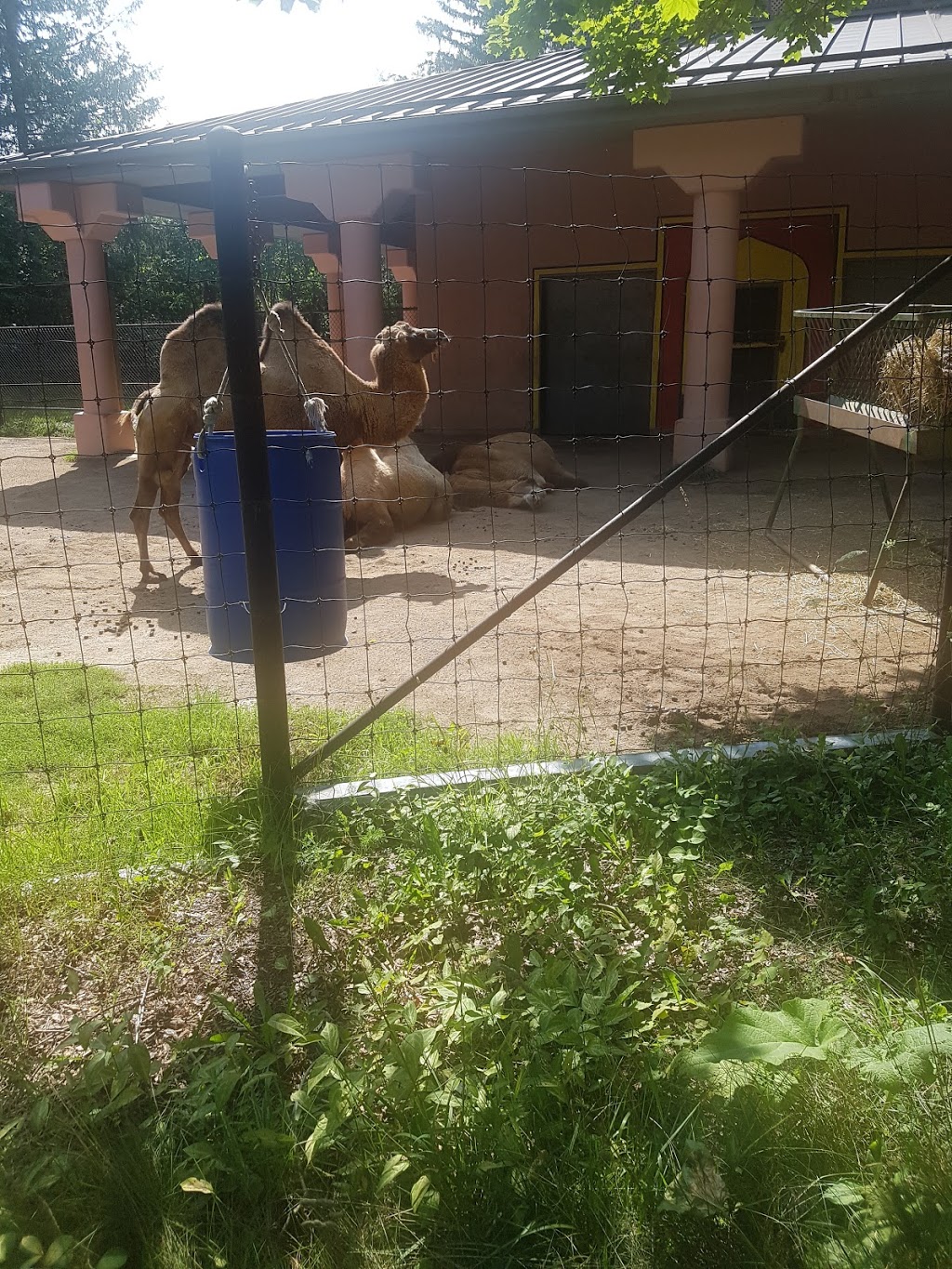 Bactrian Camel Exhibit | 2000 Meadowvale Rd, Scarborough, ON M1B 5K7, Canada | Phone: (416) 392-5929