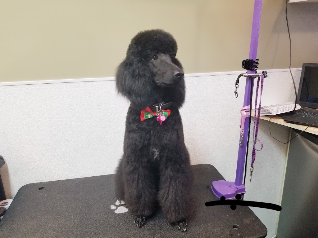 Dogs Rule Pet Grooming Calgary | 4708 26 Ave SW, Calgary, AB T3E 0R2, Canada | Phone: (403) 217-9119