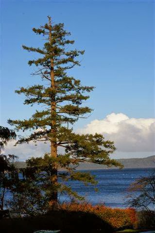 Blue Heron Condo | 3600 Yellow Point Rd, Ladysmith, BC V9G 1E8, Canada | Phone: (250) 245-4199