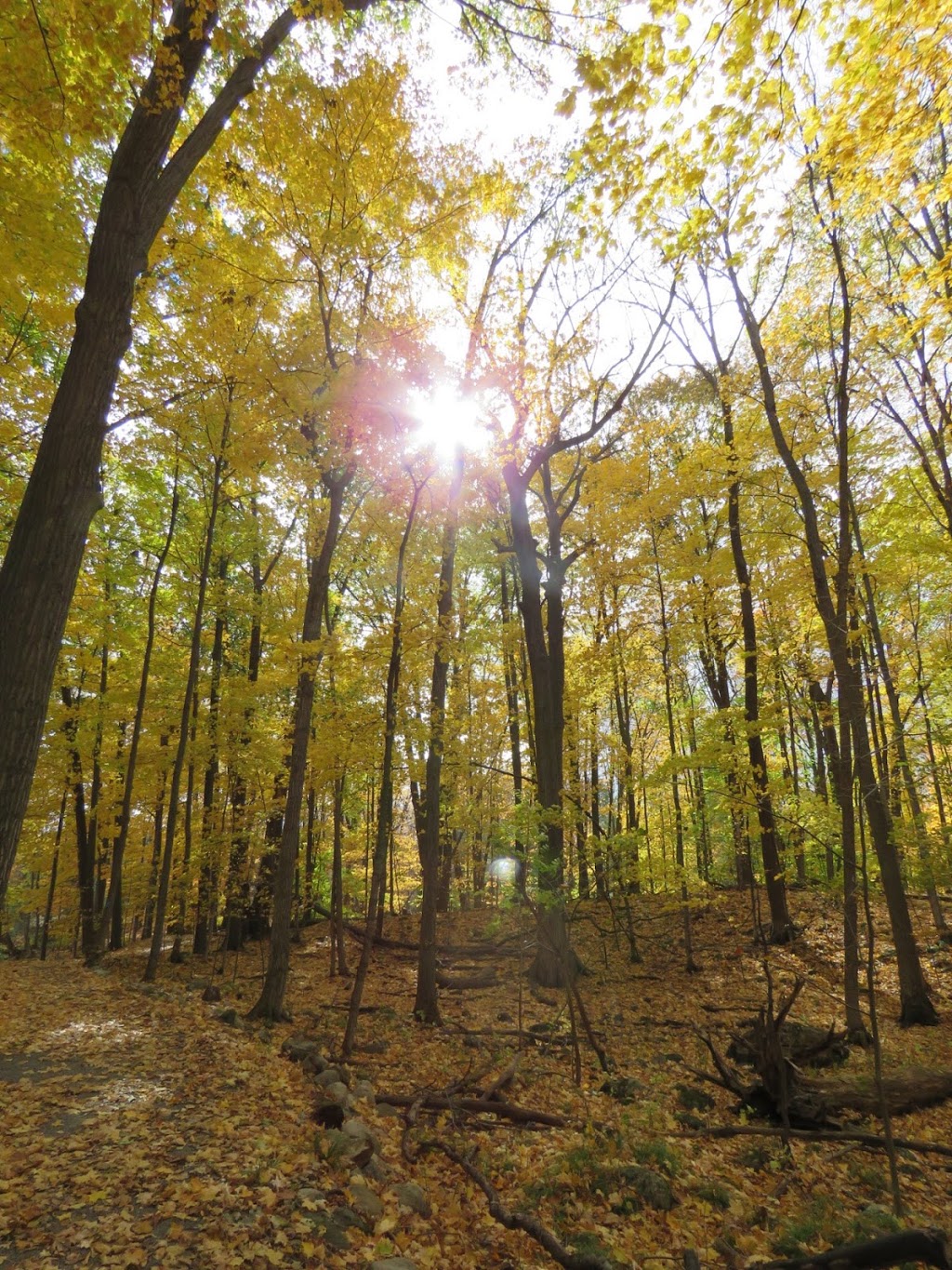 Morris Island Conservation Area | 156 Morris Island Dr, Fitzroy Harbour, ON K0A 1X0, Canada | Phone: (613) 253-0006