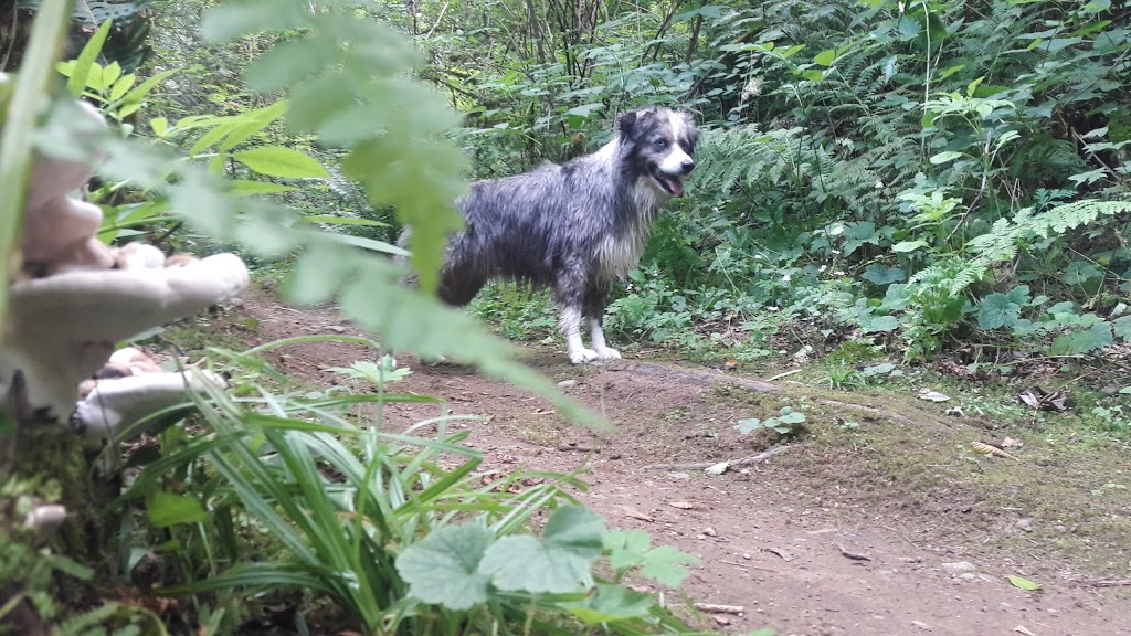 Stocking Creek Park | Stocking Creek Trail, Chemainus, BC V0R 1K0, Canada