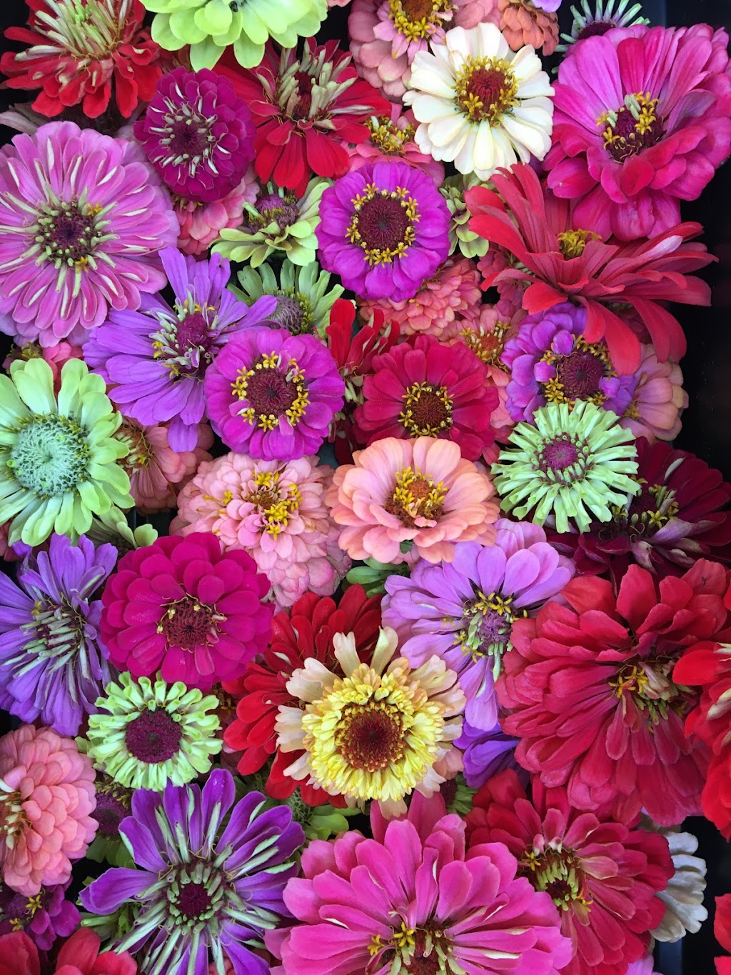 Cocagne Fleurs en Art Inc. | 4766 NB-134, Cocagne, NB E4R 2Z7, Canada | Phone: (506) 576-7438
