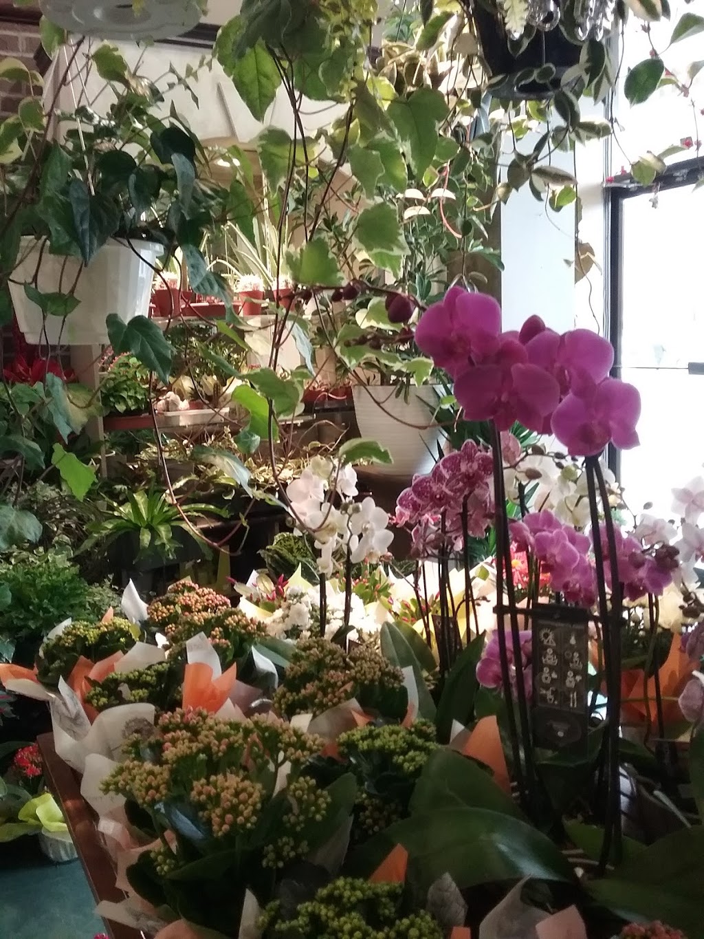 Fleuriste Fleurs de Cactus | 317 Boulevard Sir-Wilfrid-Laurier, Mont-Saint-Hilaire, QC J3H 3N8, Canada | Phone: (450) 464-0340