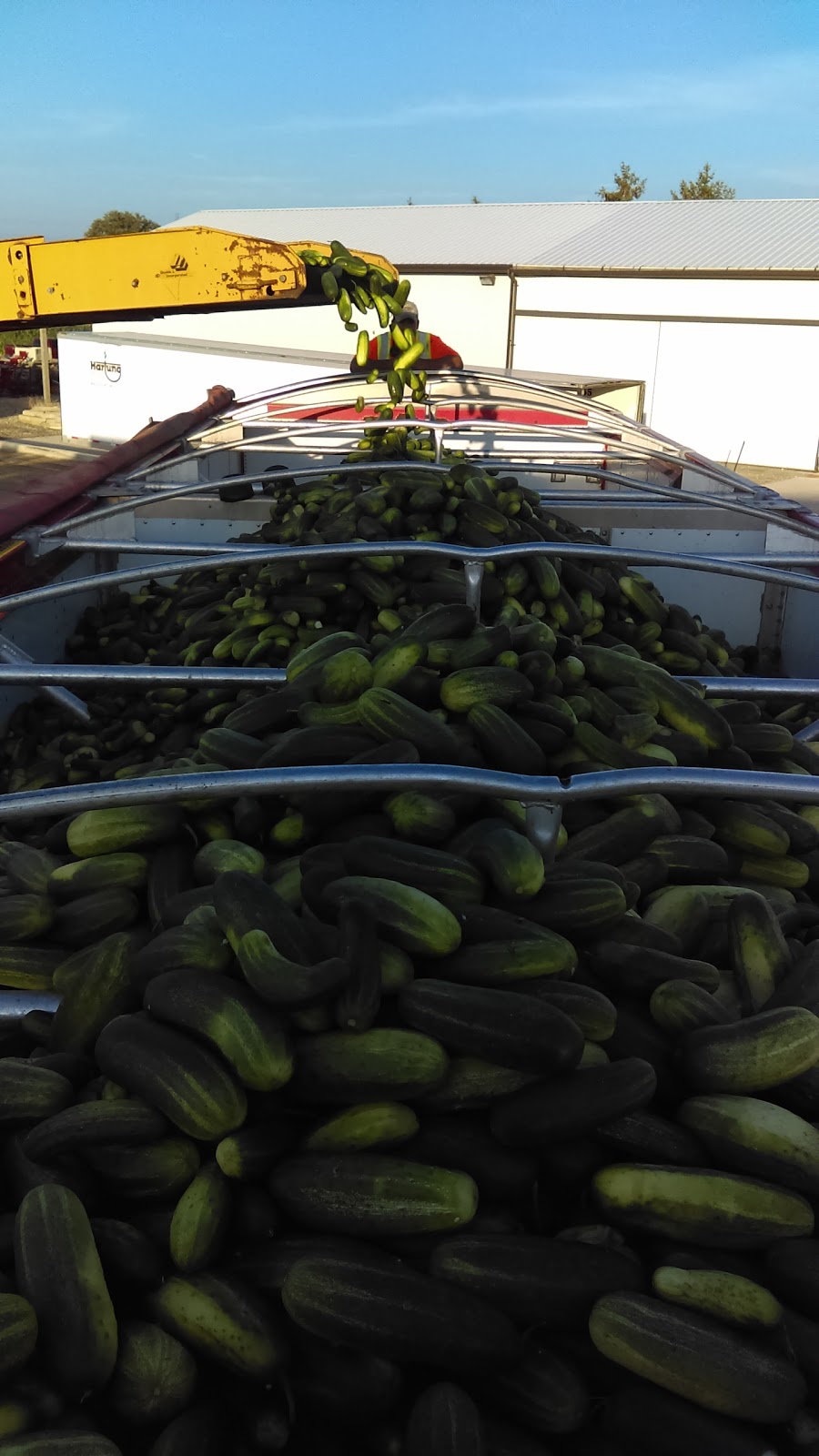 Thames Van Farms Ltd | 23955 Prince Albert Rd, Chatham, ON N7M 5J1, Canada | Phone: (519) 352-0686