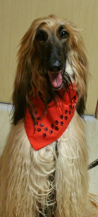 Canadian Animal Blood Bank | 2055 Notre Dame Ave, Winnipeg, MB R3H 0J9, Canada | Phone: (204) 632-2586