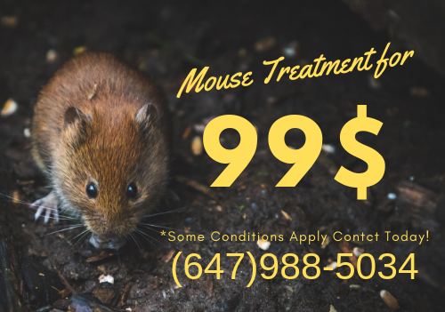 Apex Wildlife & Pest Control Ltd | 30 Alphonsus Ct, Tottenham, ON L0G 1W0, Canada | Phone: (647) 988-5034