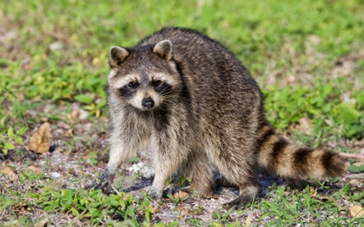 Advanced Wildlife Control | 469 Ketch Harbour Rd, Bear Cove, NS B3V 1J8, Canada | Phone: (902) 497-2582