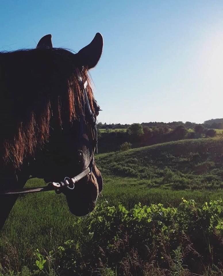 Heartland Equestrian | 9570 Duffs Rd, Ashburn, ON L0B 1A0, Canada | Phone: (905) 655-8968