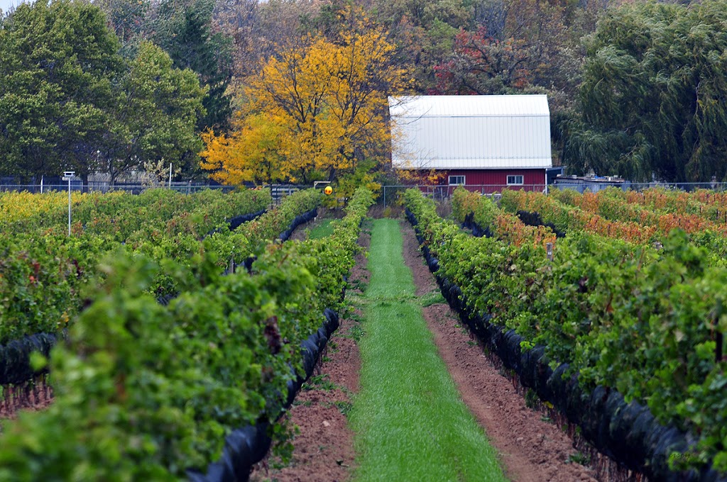 Icellars Estate Winery | 615 Concession 5 Rd, Niagara-on-the-Lake, ON L0S 1J0, Canada | Phone: (289) 479-5969