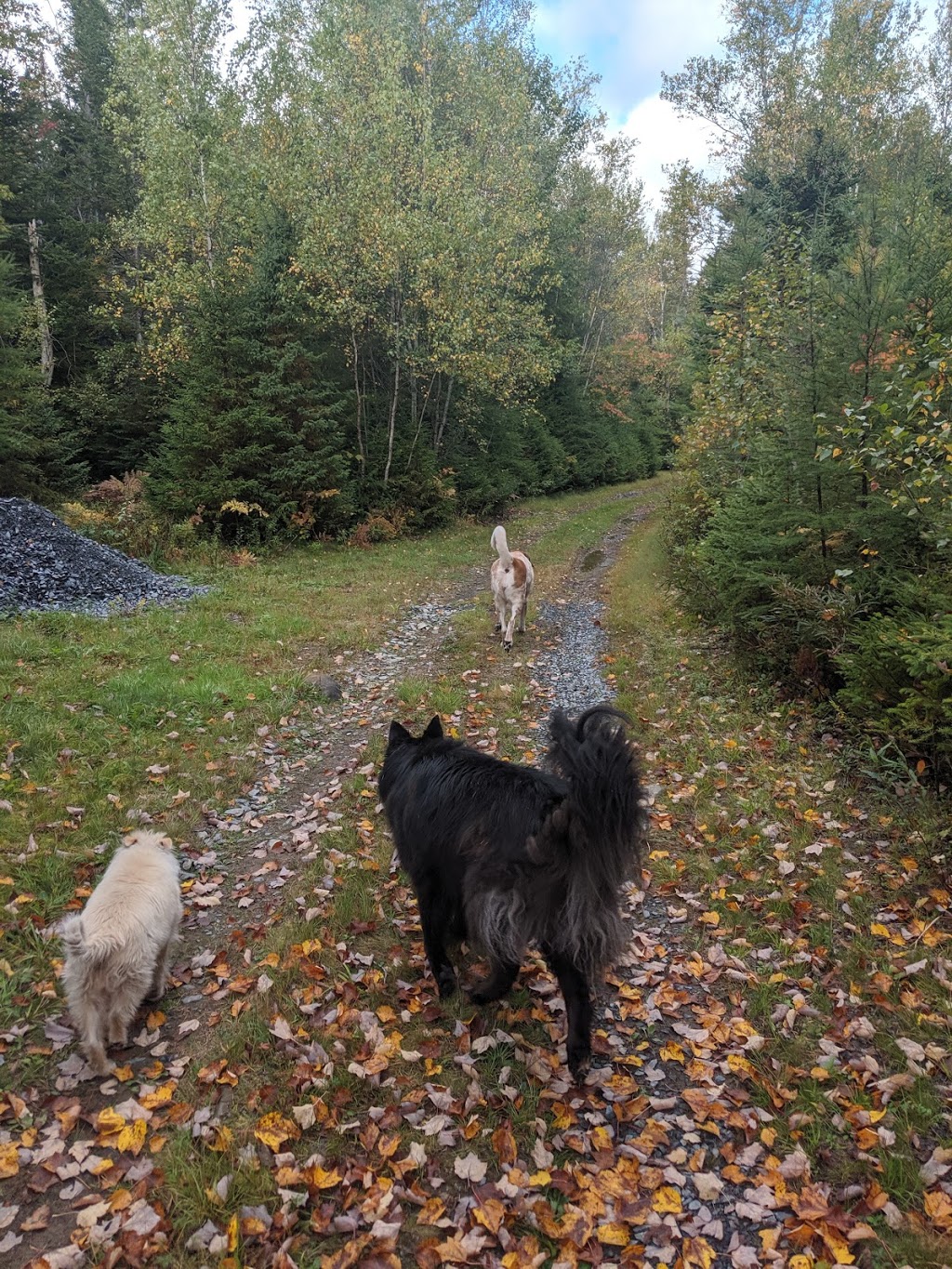 Bridgewater Animal Hospital | 220 North St, Bridgewater, NS B4V 2V6, Canada | Phone: (902) 543-2931