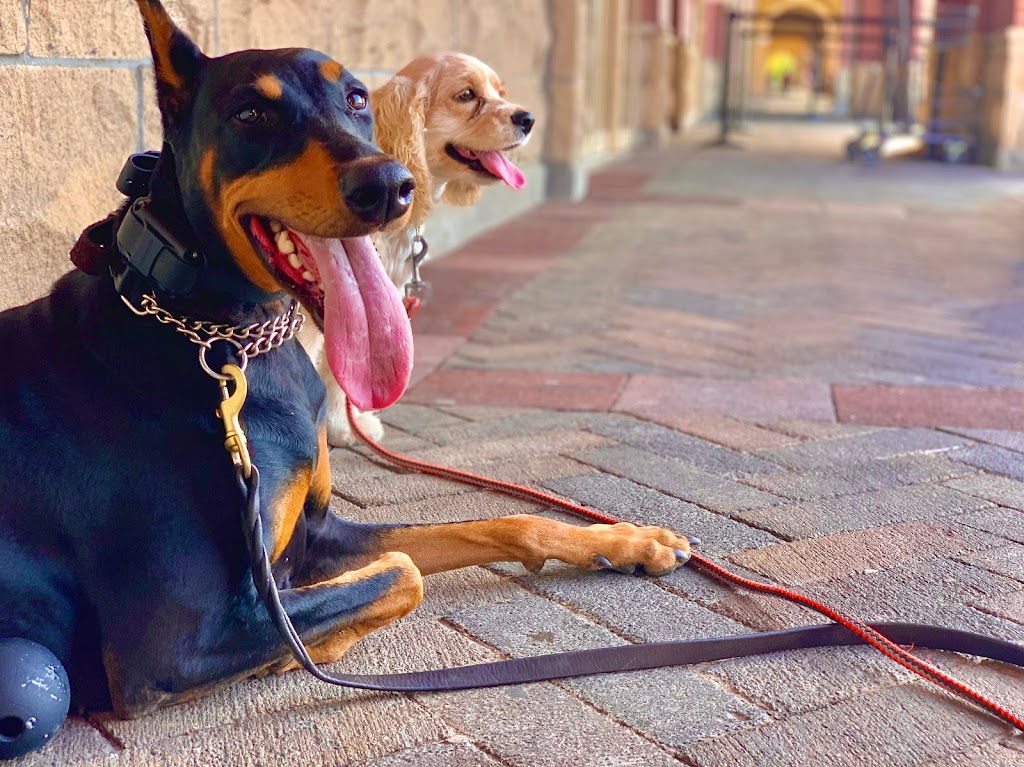 Wagabond Dog Training | 76 Bradbury Rd, Stoney Creek, ON L8J 0E4, Canada | Phone: (437) 778-9127