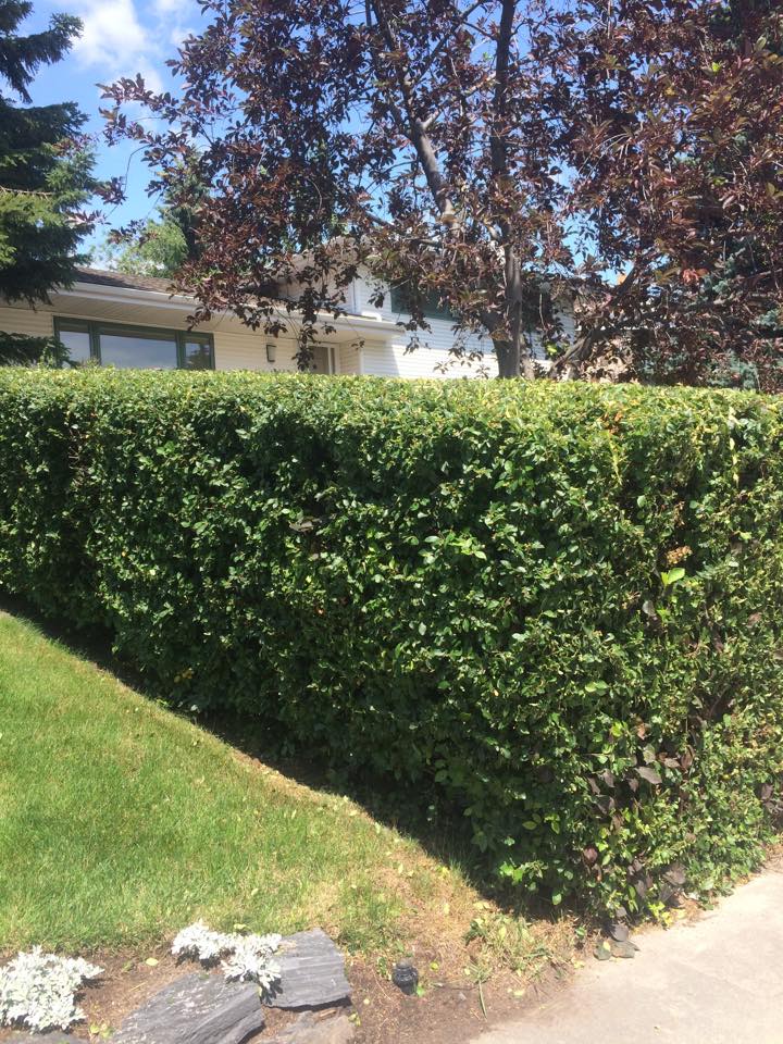 Lux Landscaping Ltd. | 4 Bow Ridge Close, Cochrane, AB T4C 1V8, Canada | Phone: (403) 973-9273