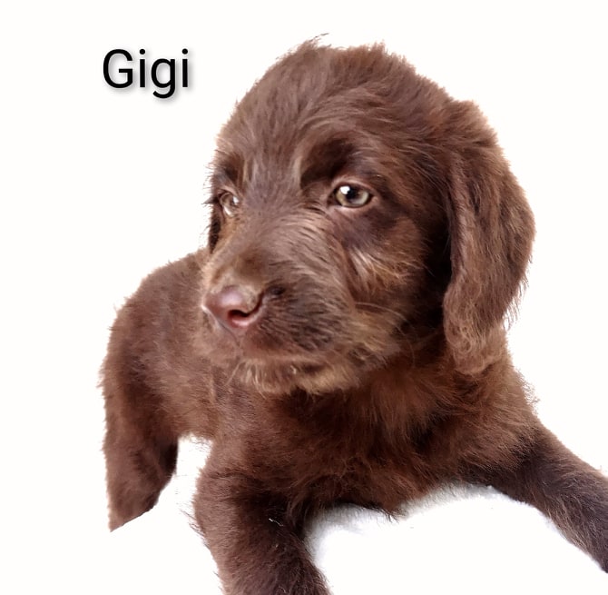Ponsonby Poodle Doodles | 5941 Wellington Rd 7, Guelph, ON N1H 6J2, Canada | Phone: (519) 830-4334